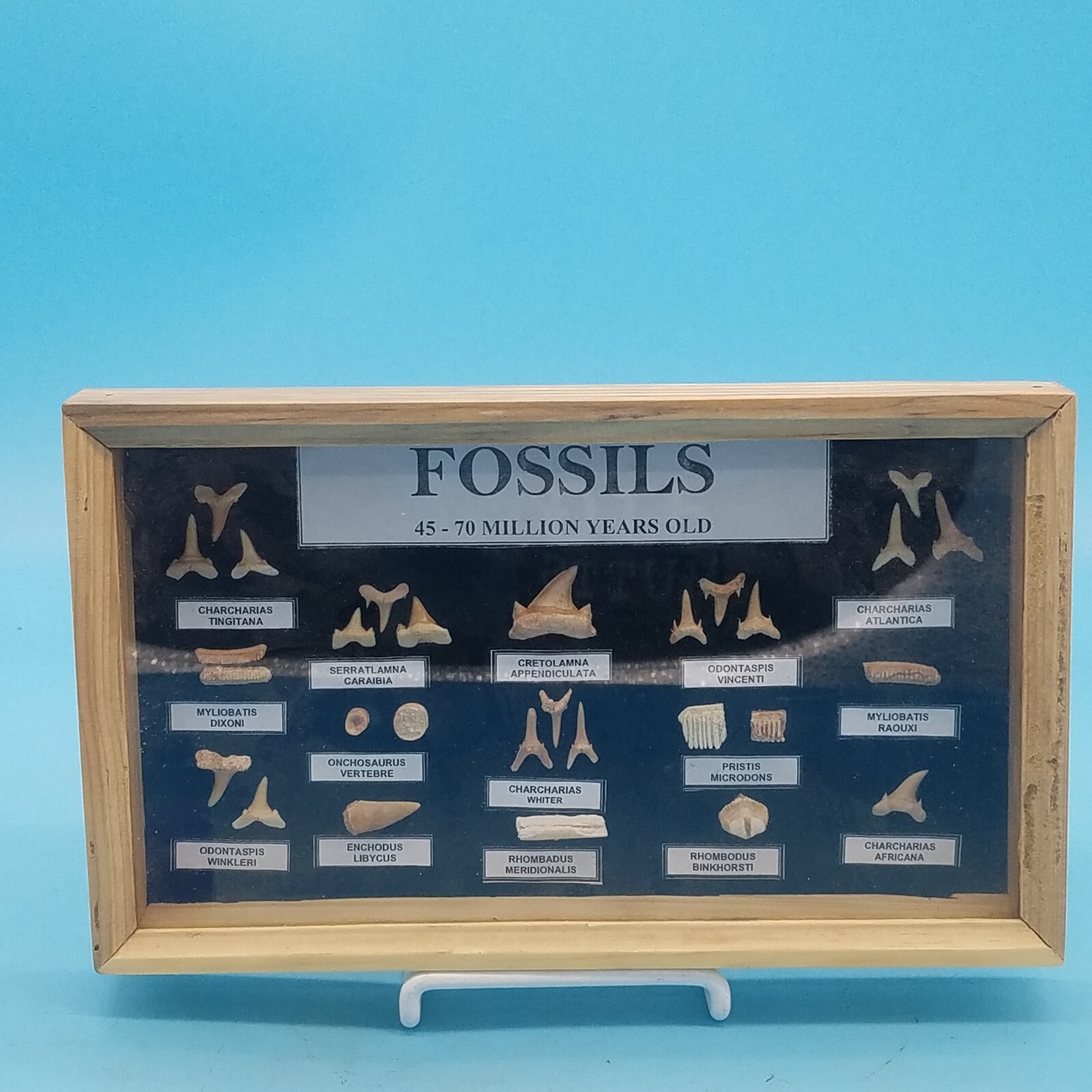 Fossil Shark and Reptile Tooth Collection. 45-70 Million Y/O