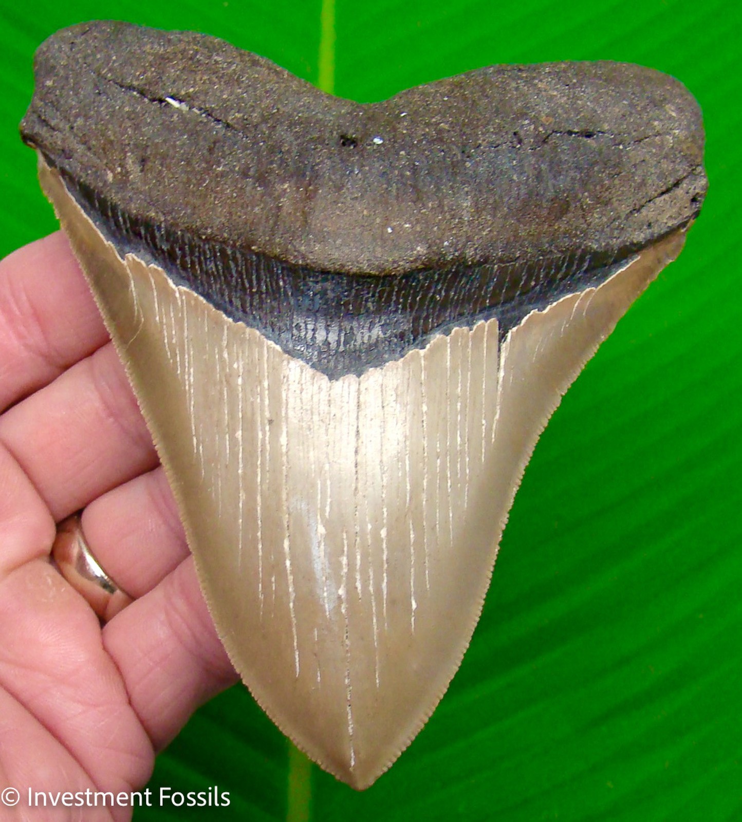 Megalodon Shark Tooth - TOP 1% - 5.18” Real Fossil - ULTRA Serrated NO Resto