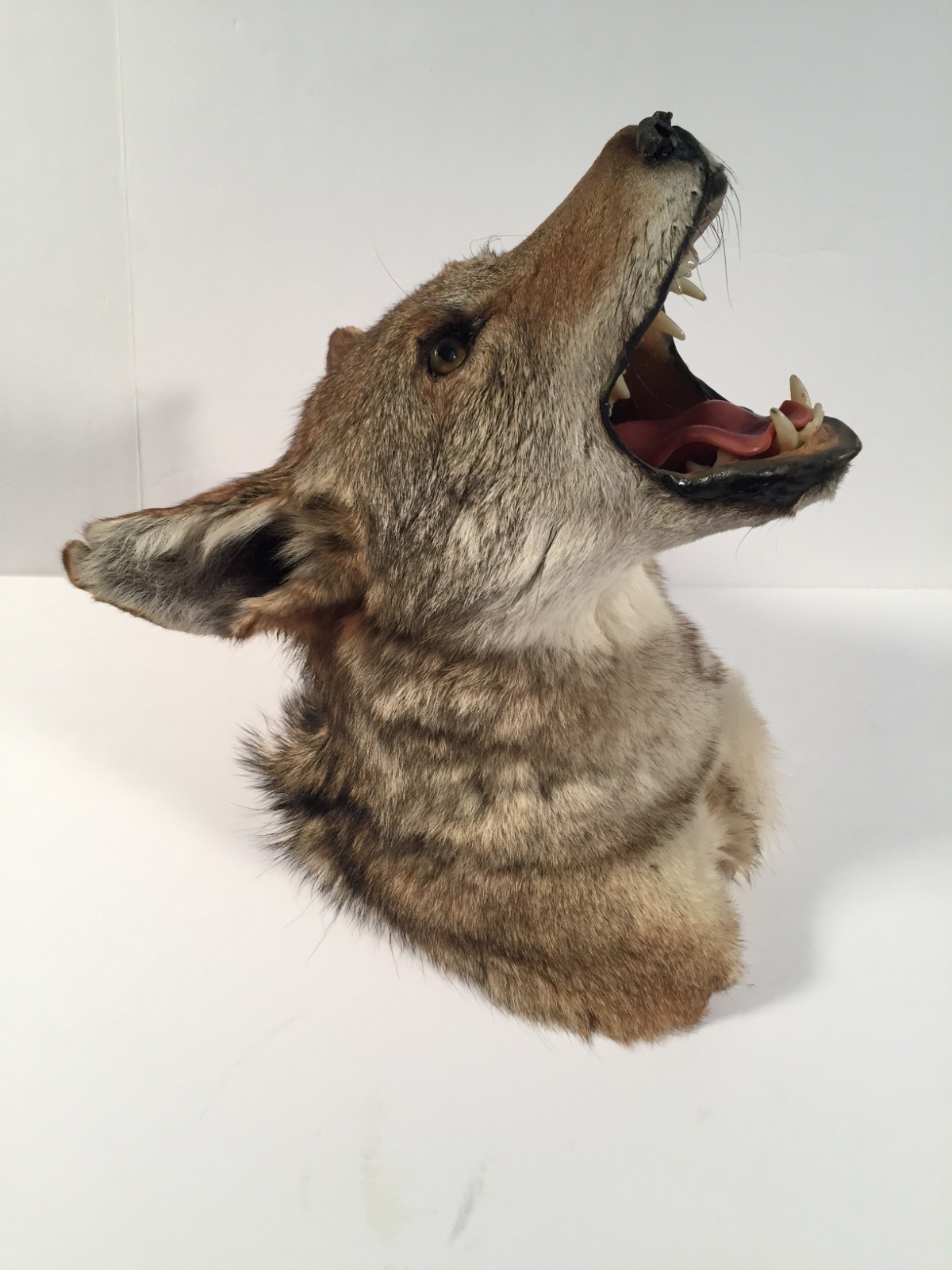VTG North American Coyote Head Neck Taxidermy - REPAIR EAR