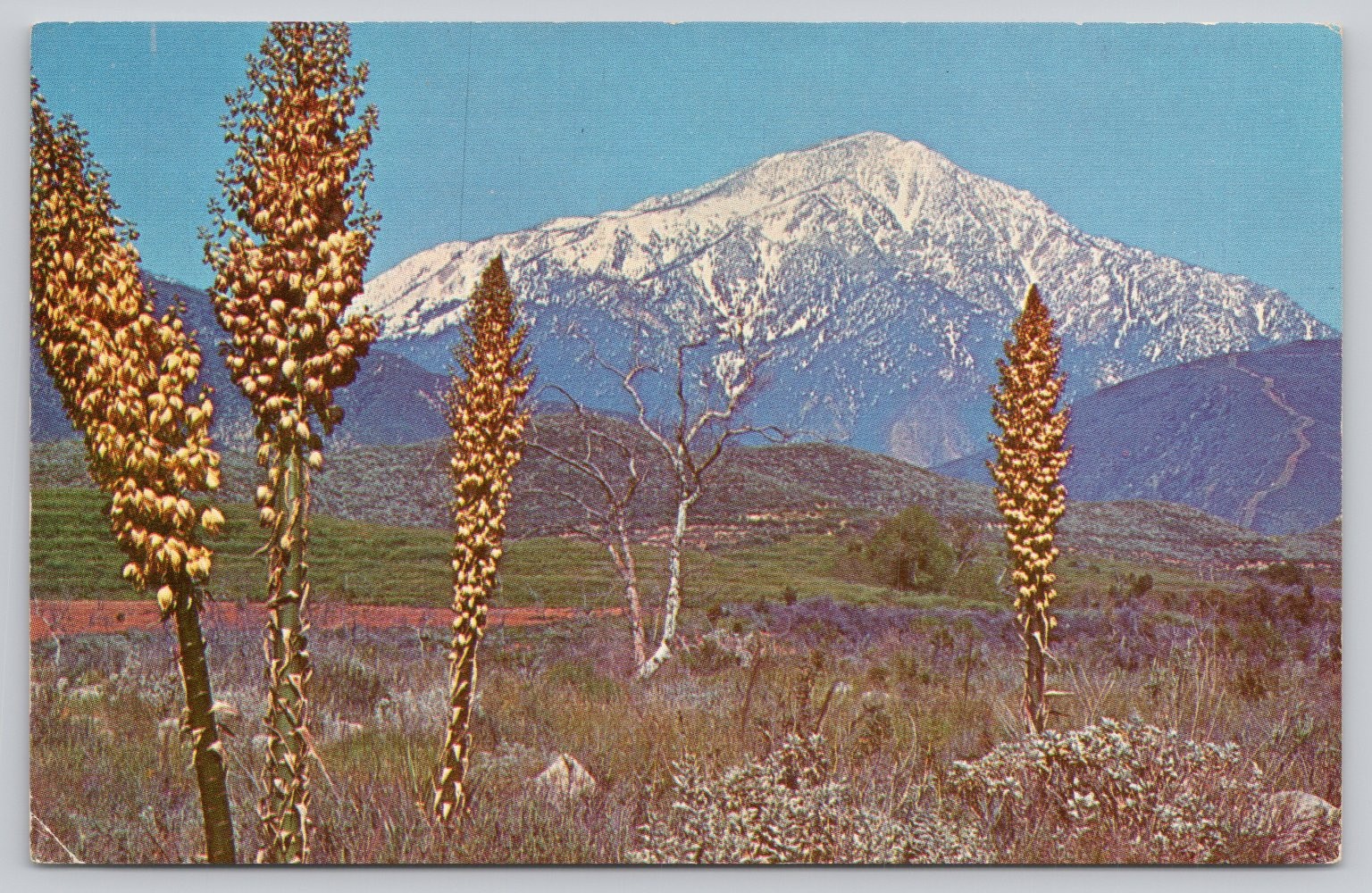 Vintage 1959 San Bernardino Peak California Yucca Whipplei Postcard Muench Vintage 1959 San Bernardino Peak California Yucca Whipplei Postcard Muench