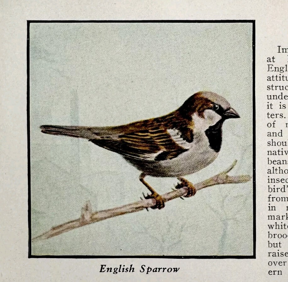 English Sparrow Bird Print 1931 Blue Book Birds Of America Animals Art PCBG21B