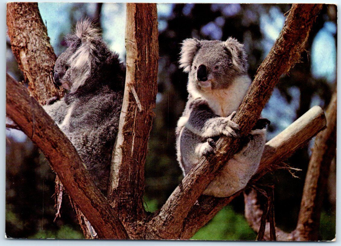 Postcard - Koalas