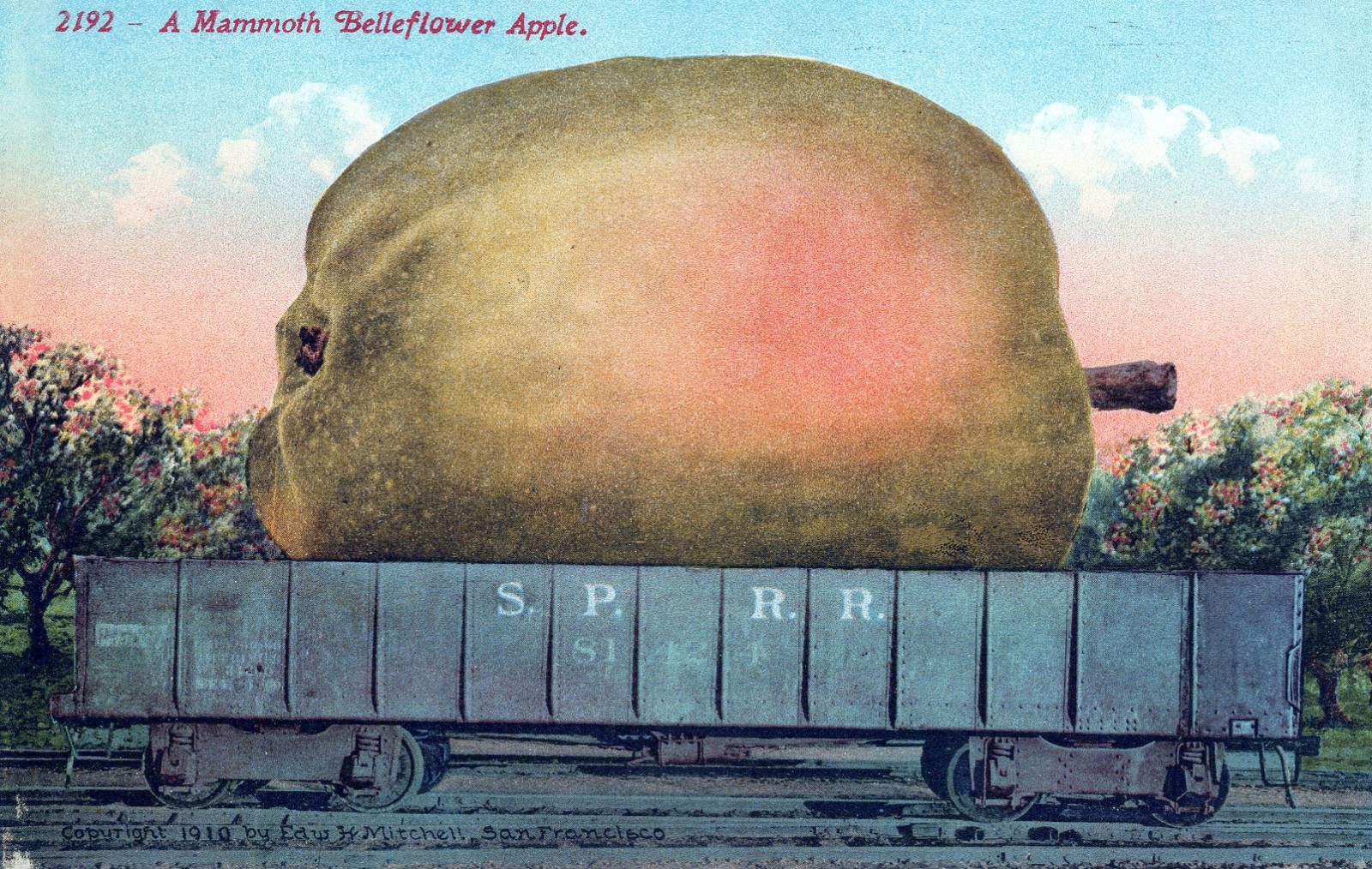 Vintage A Mammoth Belleflower Apple Exaggerated Postcard