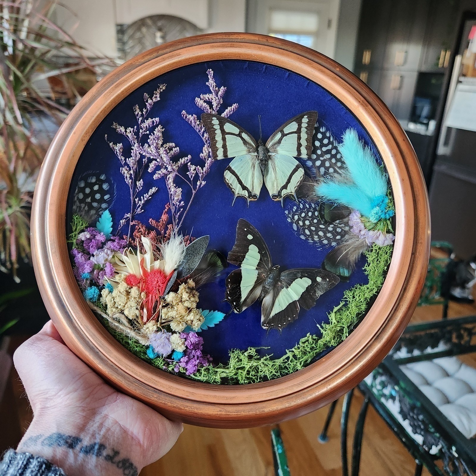 Homemade OOAK Real Butterfly Taxidermy Shadow Box Whimsigoth Blue Velvet Art