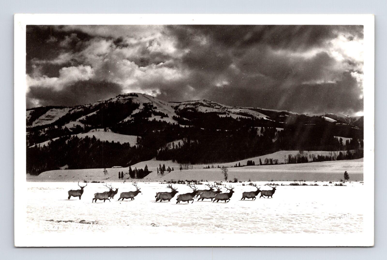 RPPC Herd of Elk by Snowy Mountains Missoula Montana MT Real Photo Postcard