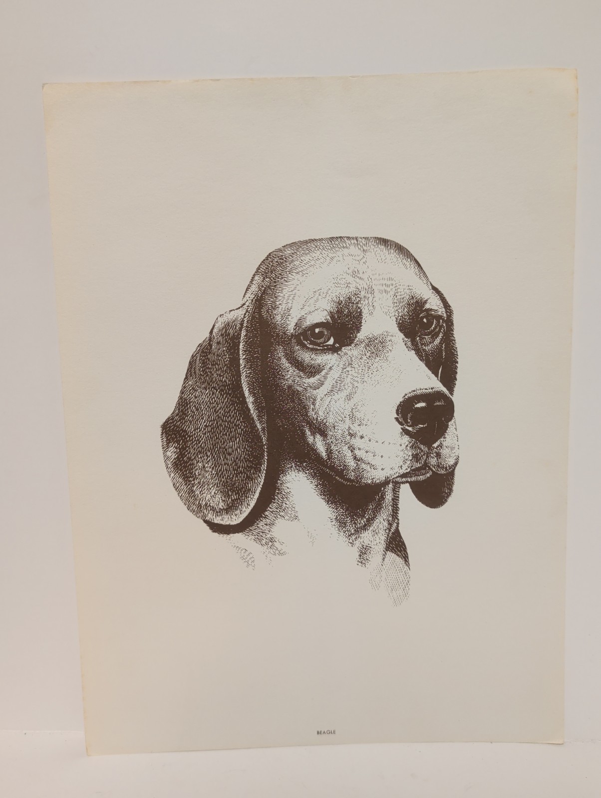 Vintage Beagle Portrait Purina Dog Chow 8 5/8