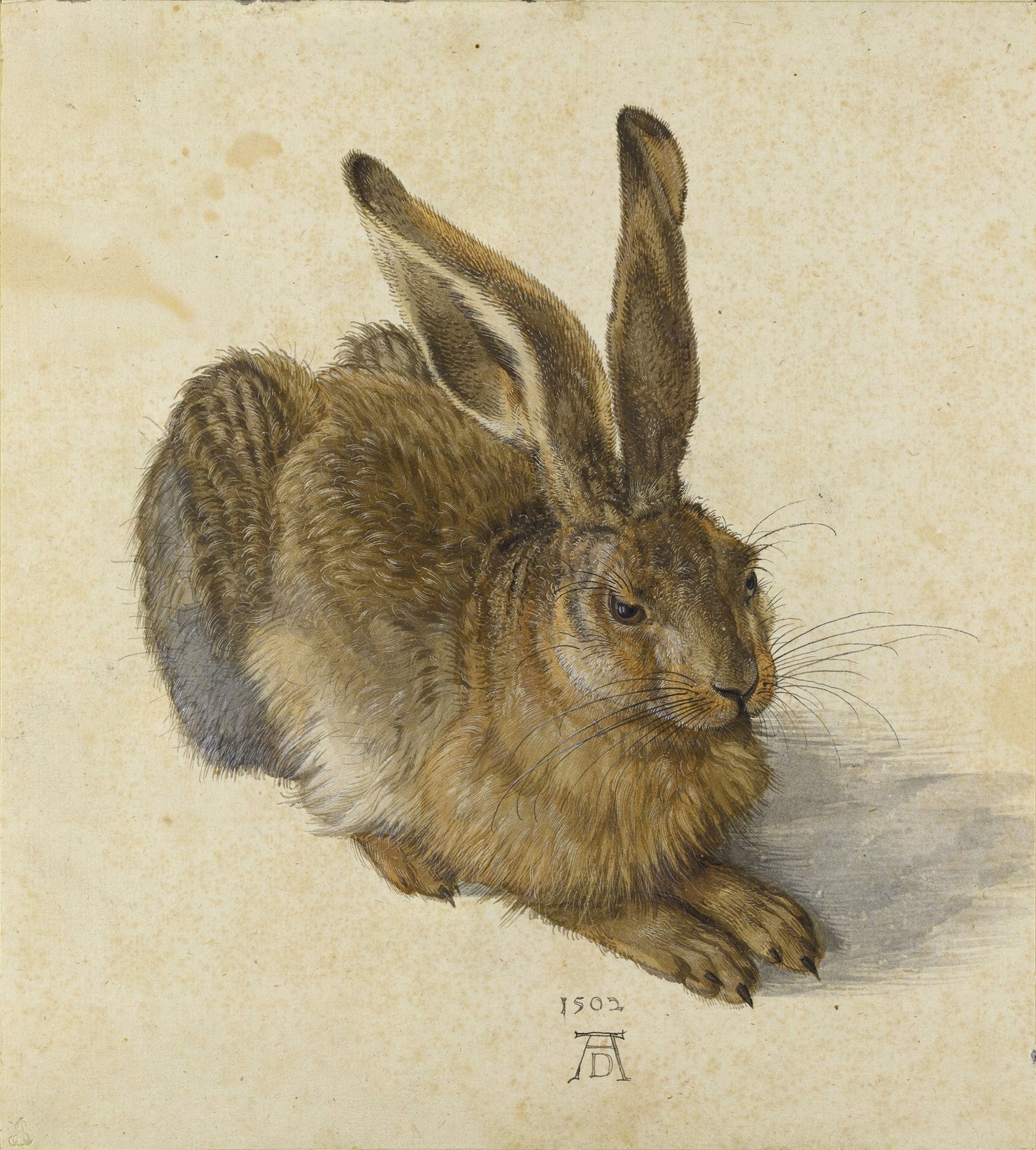 Young Hare 1502 Vintage Albrecht Dürer Art Reprint Wall Art