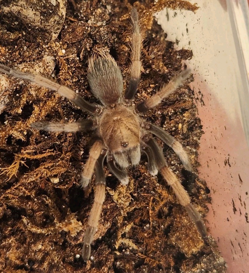 (1) 1.5-2 Inch Juvenile Arizona Blonde (1) 1.5-2 Inch Juvenile Arizona Blonde