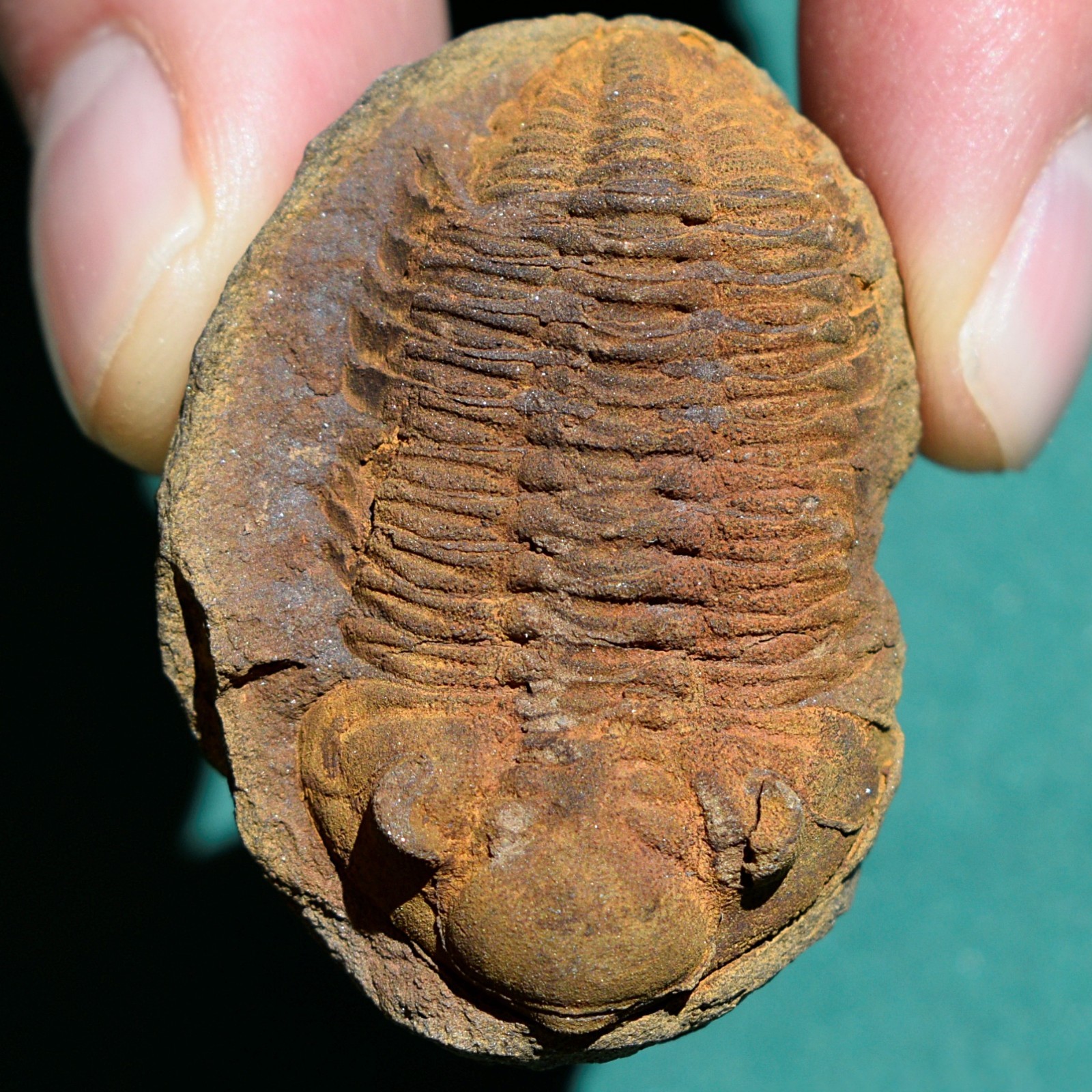 Trilobite, Eldredgeia venustus: Bolivia devonian trilobite fossil Trilobite, Eldredgeia venustus: Bolivia devonian trilobite fossil