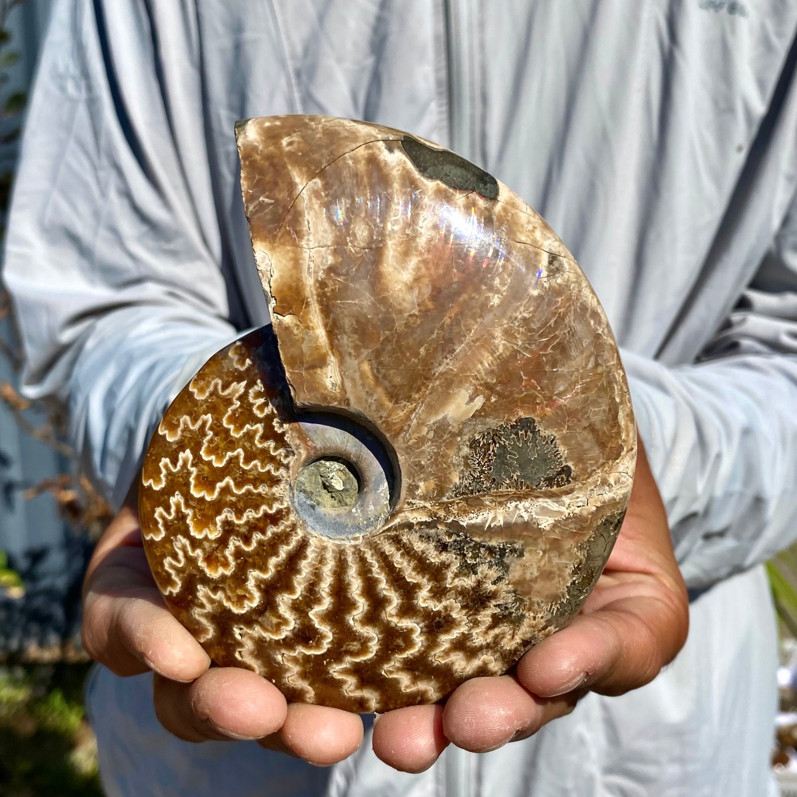 364G Natural Fossil Snail Agate Fancy Cabochon Gemstones