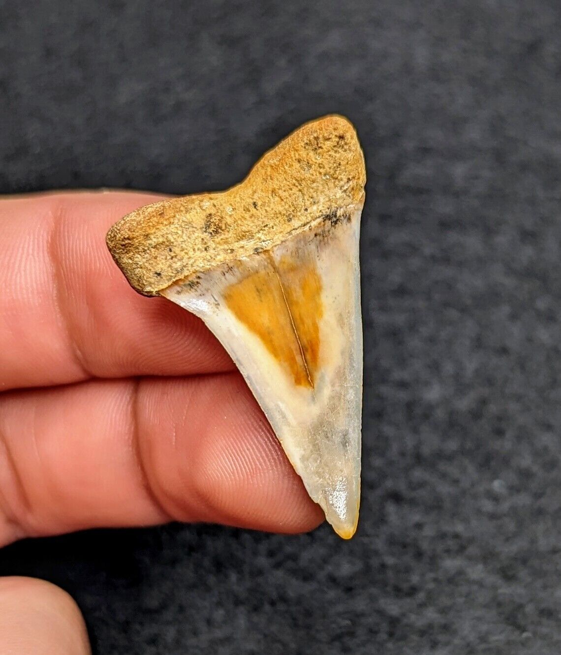 Beautifully Unique Gem Mako Shark Tooth From Bakersfield California