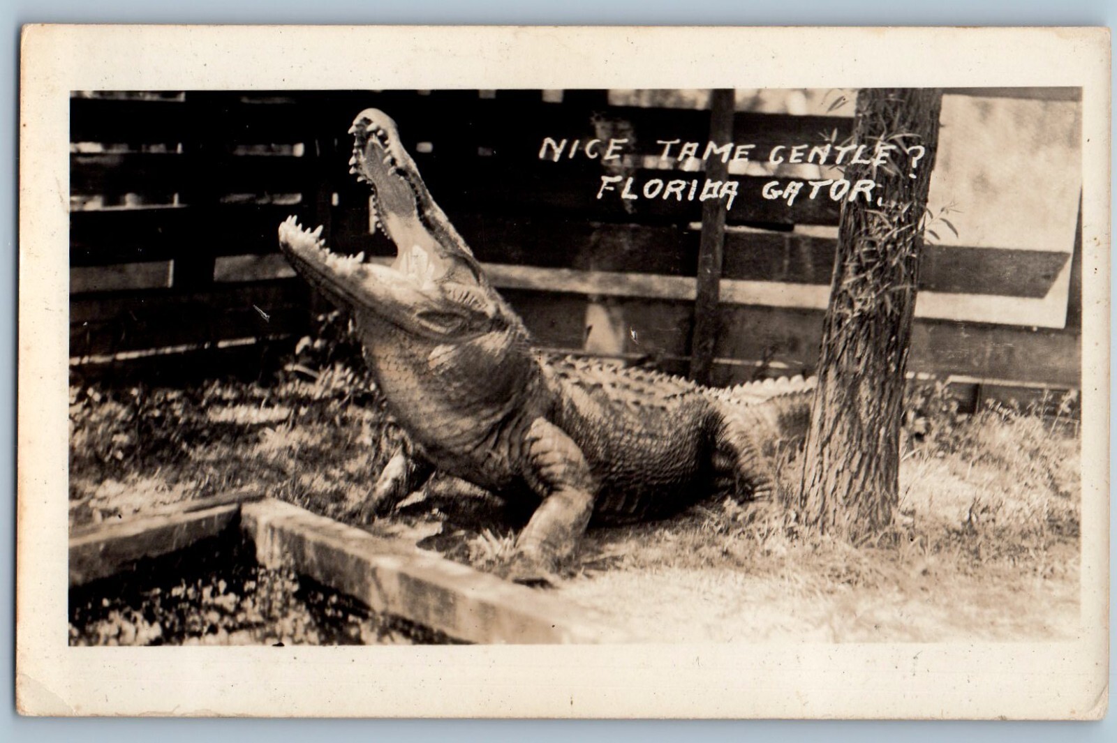 c1940\'s Alligator Farm Nice Tame Gentle Florida Gator FL RPPC Photo Postcard