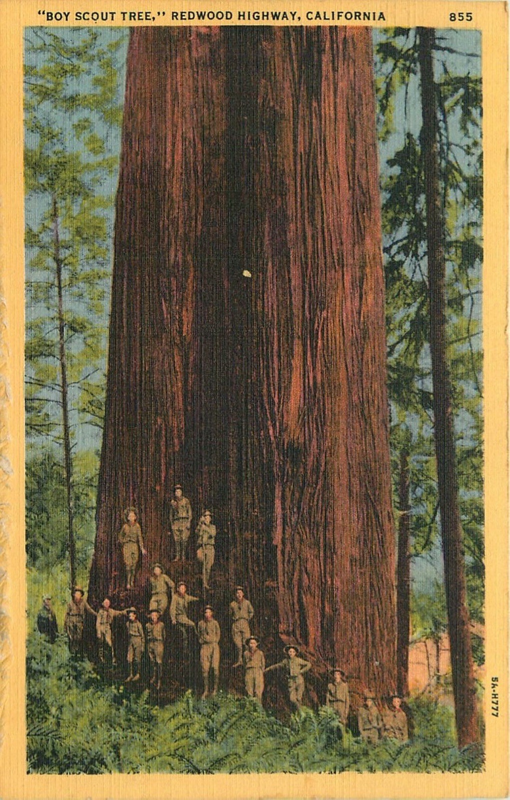 c1940s Boy Scout Tree - Hayward California Redwoods - Vintage Linen Postcard