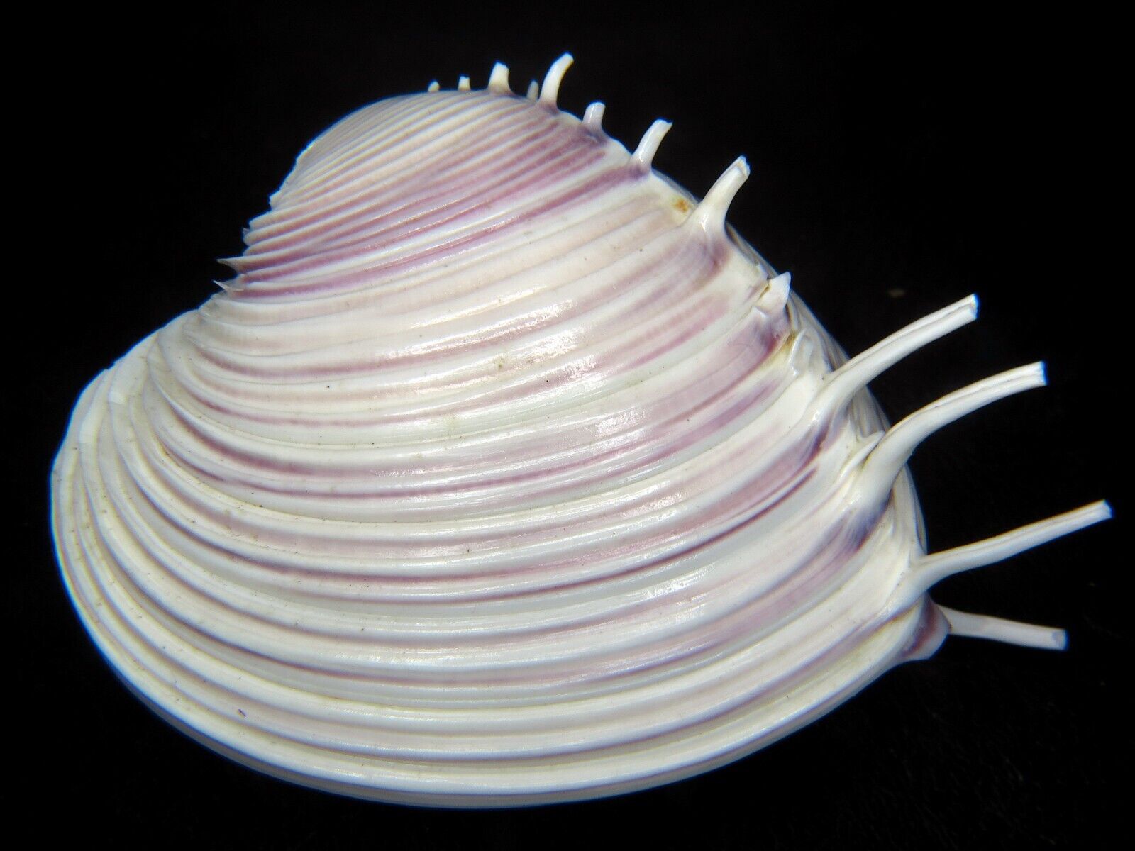 PITAR LUPANARIA:RARELY OFFERED HUGE SPINED BIVALVE @ 68.3MM-FROM VERY OLD COLL