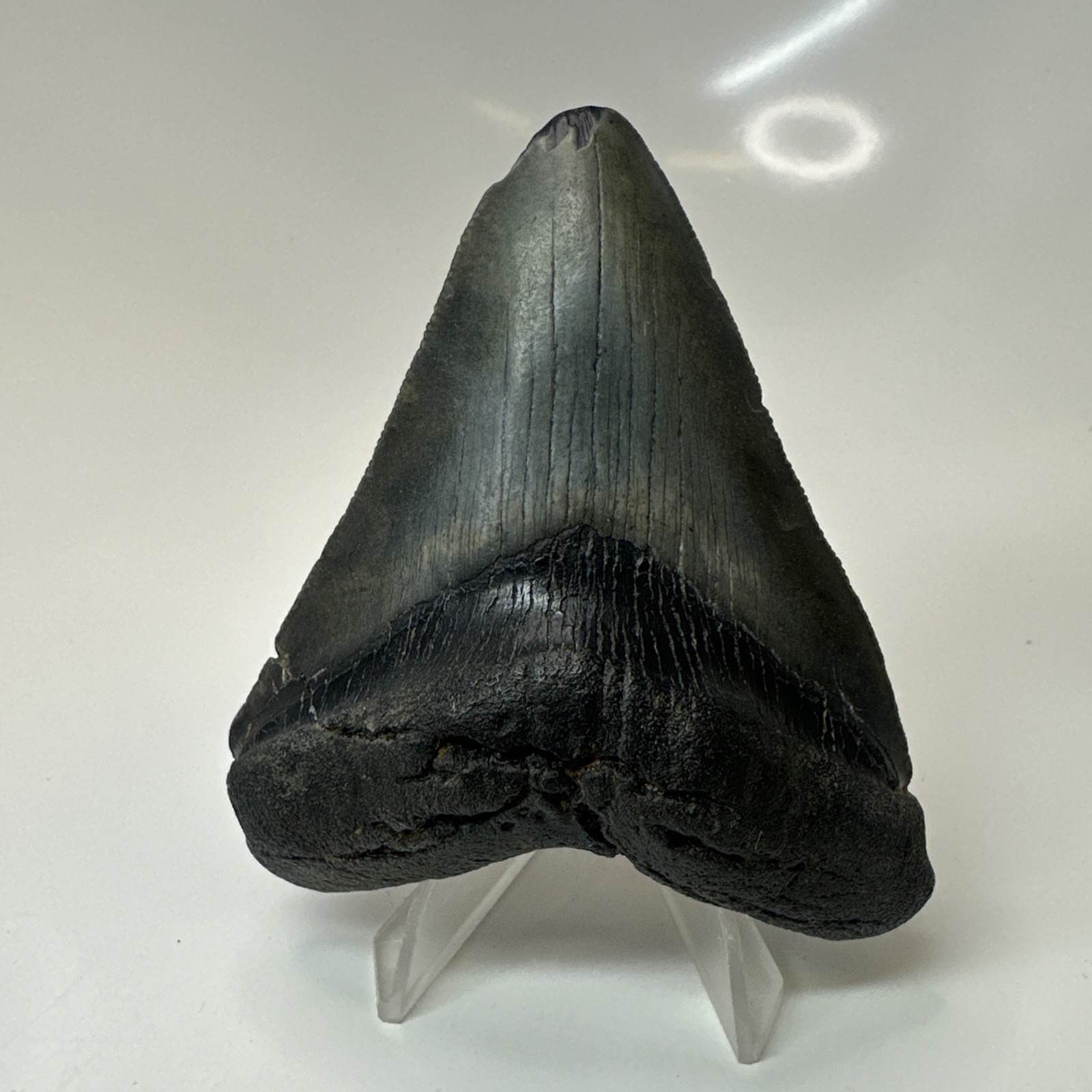 Megalodon Shark Tooth 3.50 Inch - Black - Serrated Fossil - Real Teeth 20621