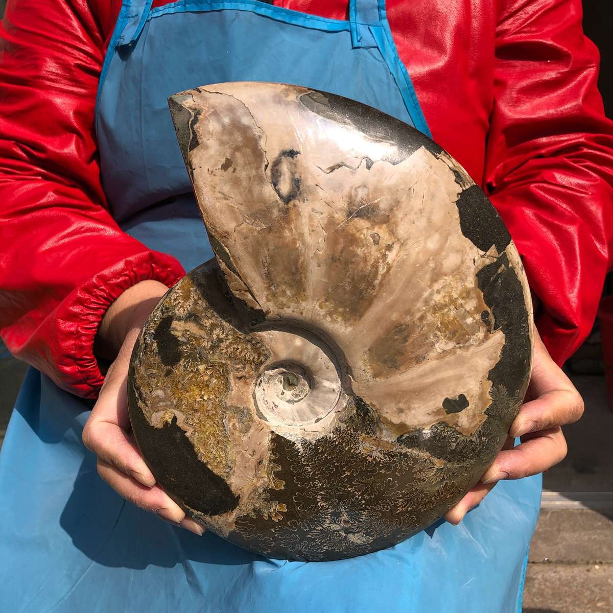 6LB Large Natural Beautiful Ammonite Fossil Conch Crystal Specimen Healing