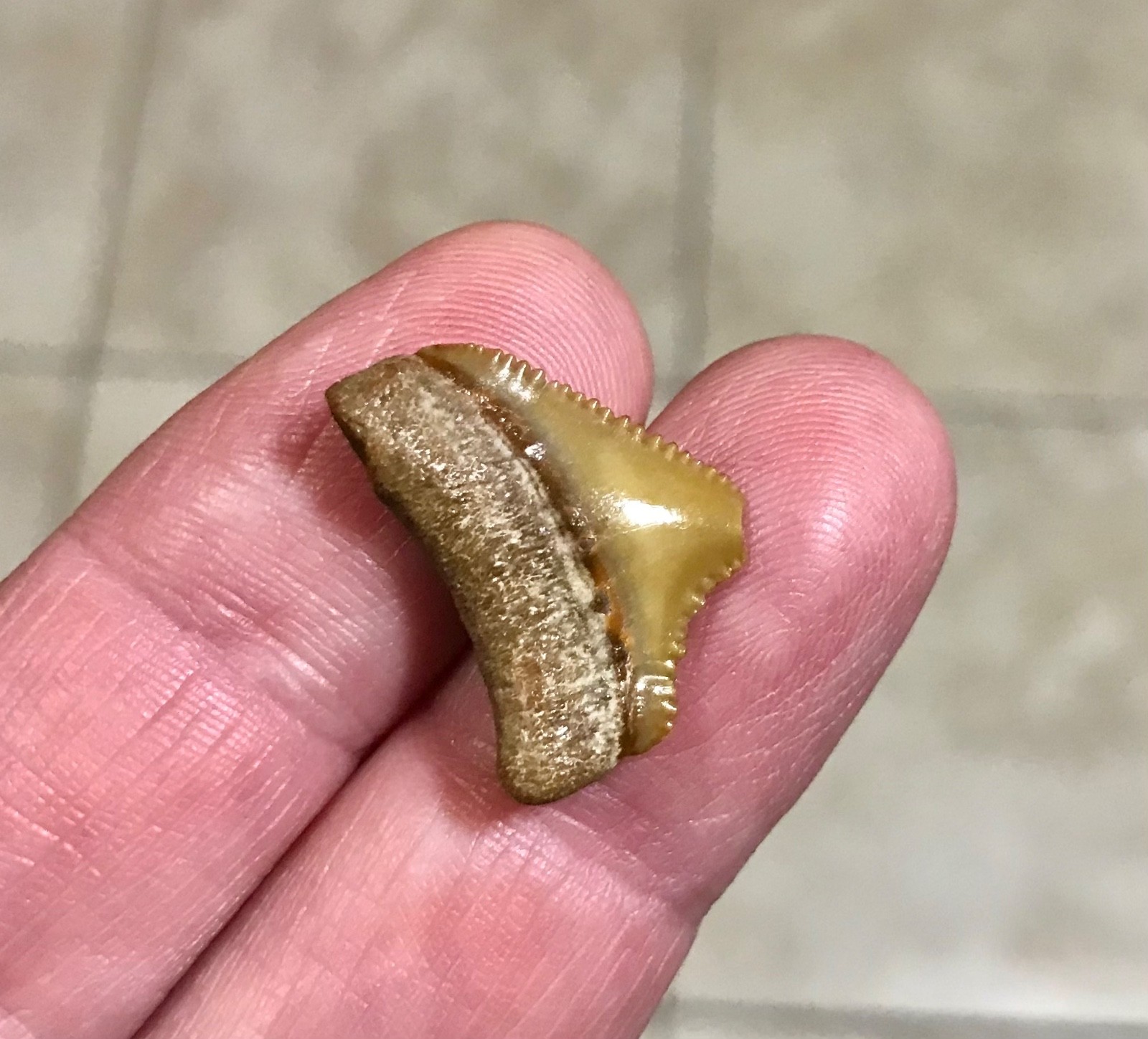 PRETTY GOLDEN JUVENILE - B.VALLEY,FLORIDA - CHUBUTENSIS SHARKTOOTH FOSSIL