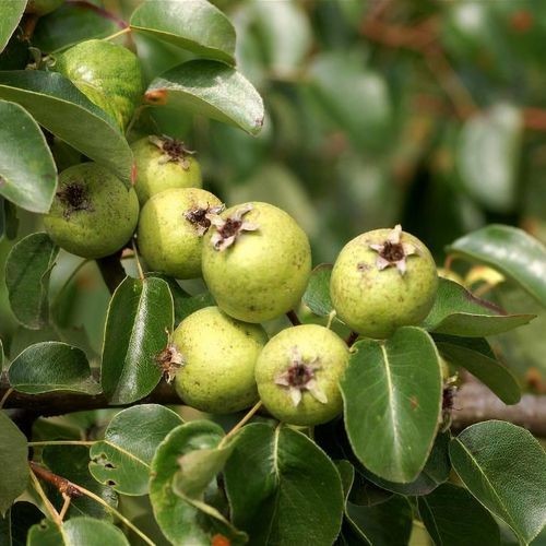 Pyrus Pyraster 20 seeds – Wild Pear Tree / Hardy Edible Fruit & Ornamental Tree
