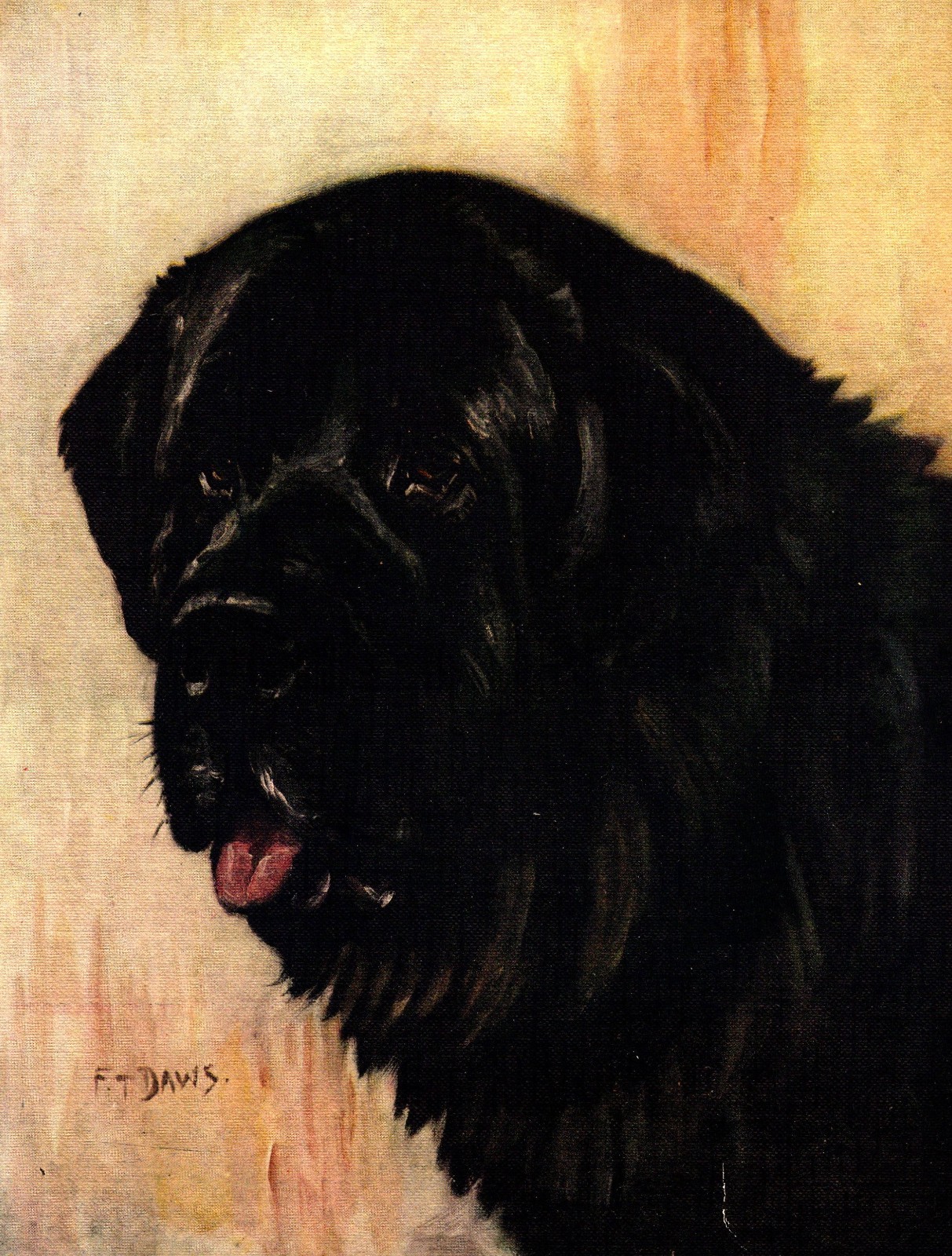 1930s Antique Newfoundland Art Print  F T Daws Newfoundland Illustration 7079g