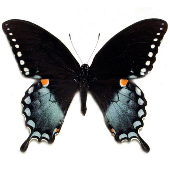 Papilio troilus ONE REAL BUTTERFLY BLUE BLACK SPICEBUSH SWALLOWTAIL WINGS CLOSED