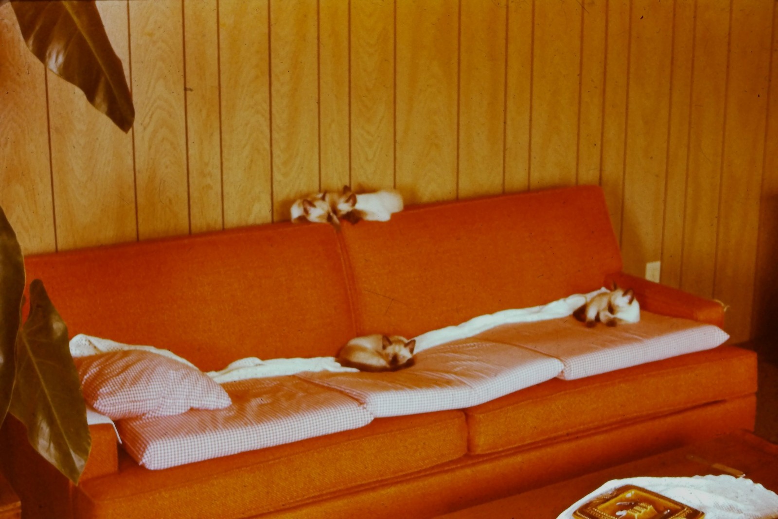 c1970's 35mm Slide, Mid Century Orange Sofa, Small Dogs, Wood Paneling