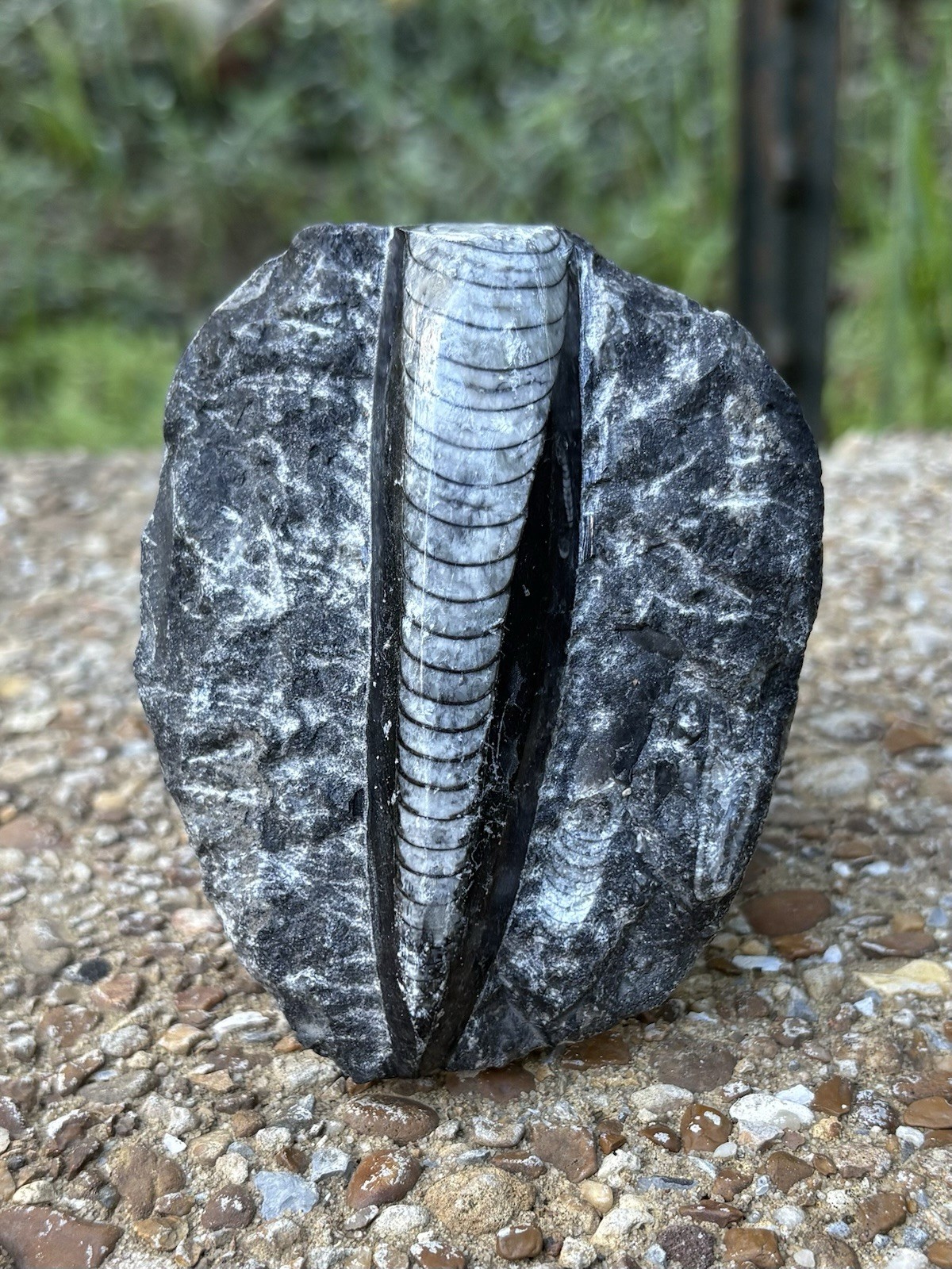 Natural Large Orthoceras Fossil- Beautiful 3.4” Fossil Orthoceras Cephalopod 