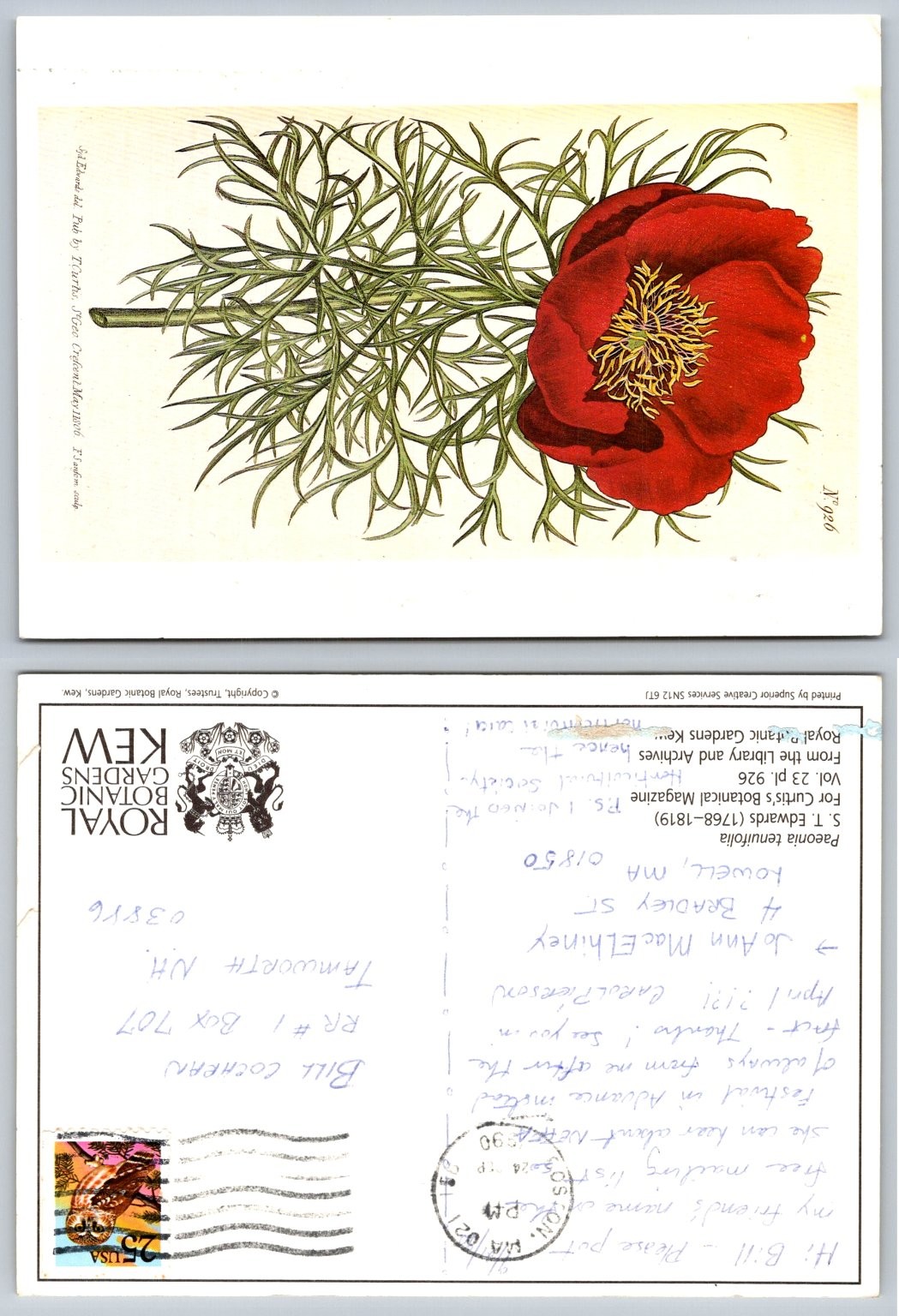 Paeonia Tenuifolia Fernleaf Peony Botanical Art Postcard Kew Gardens 1990
