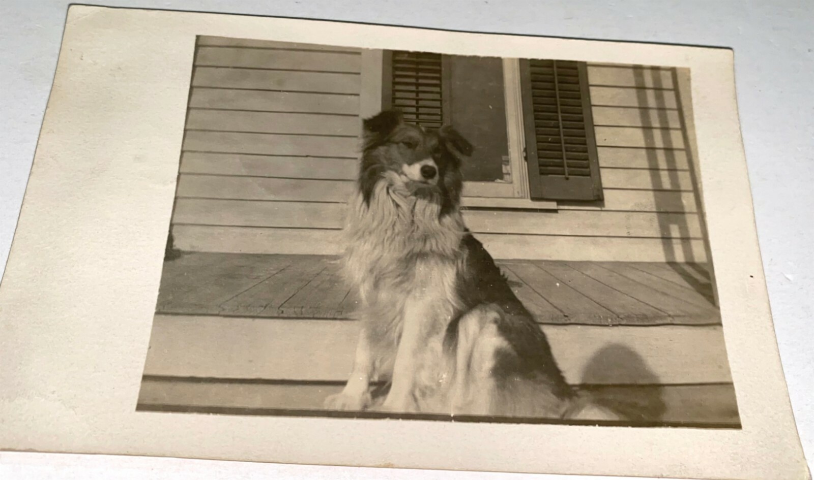 Rare Antique American Cute Collie Pet Dog Real Photo Postcard Michigan RPPC US