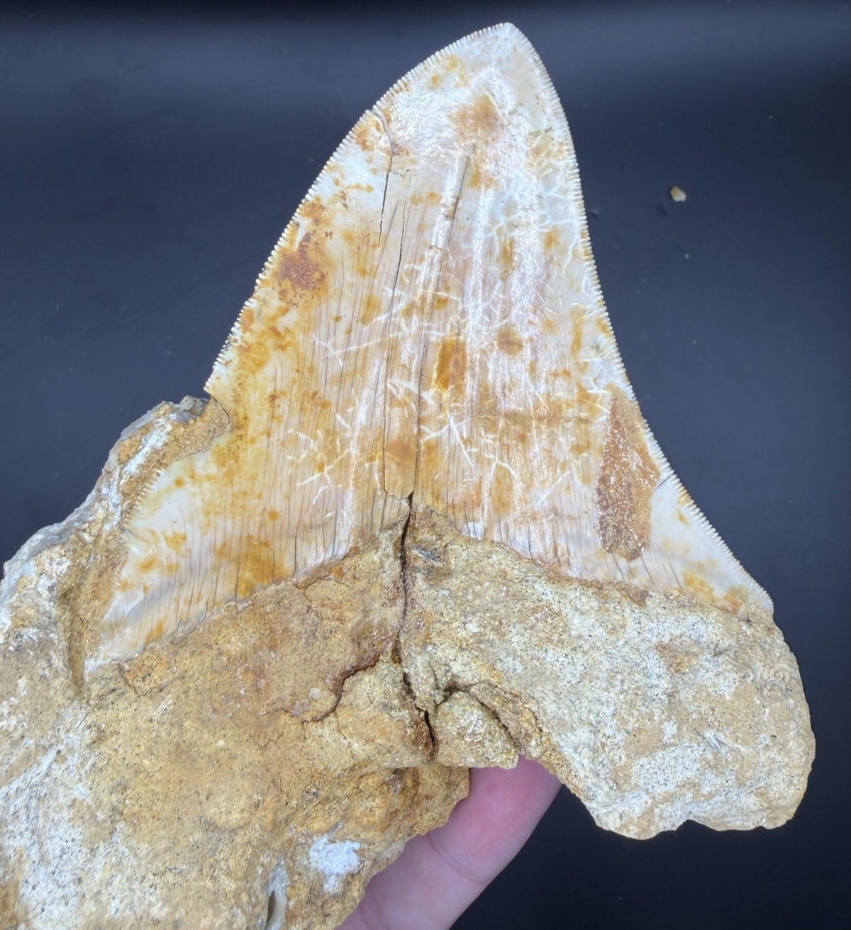 4.47” Serrated Indonesian Megalodon Shark Tooth in Matrix