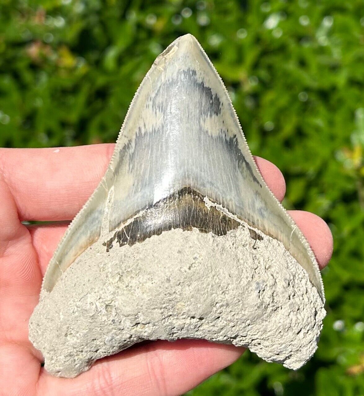 Indonesian Megalodon Tooth HUGE 3.6” Fossil Shark Tooth Indonesia Meg