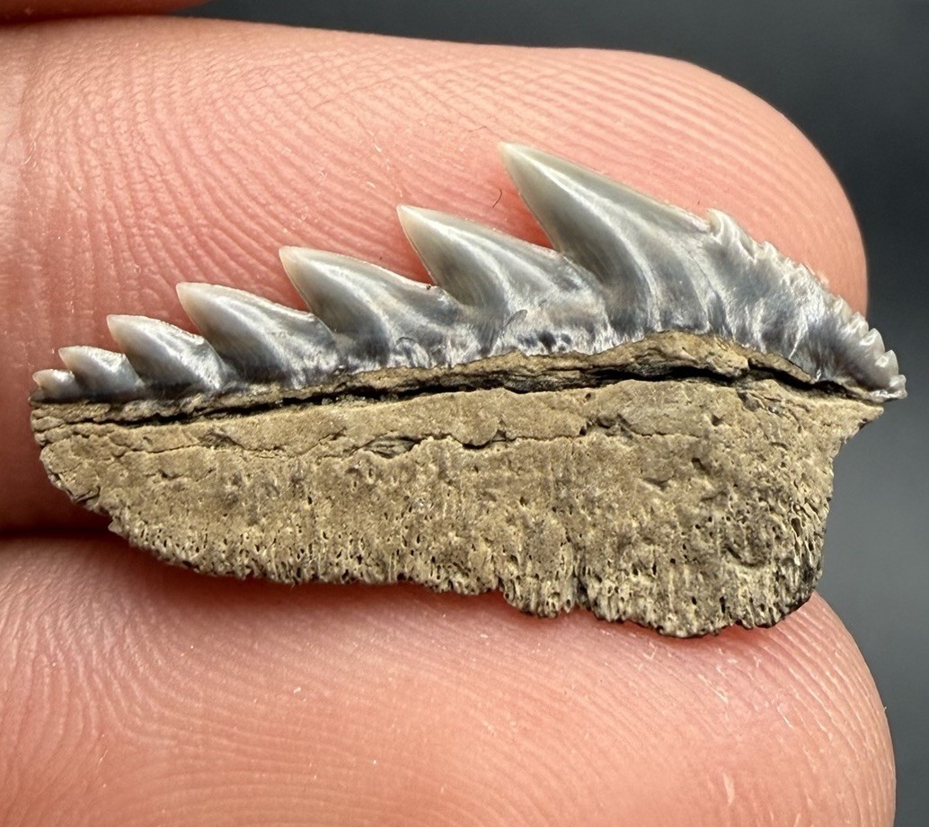 Cow Shark Tooth Fossil 1.00” Calvert Cliffs, MD
