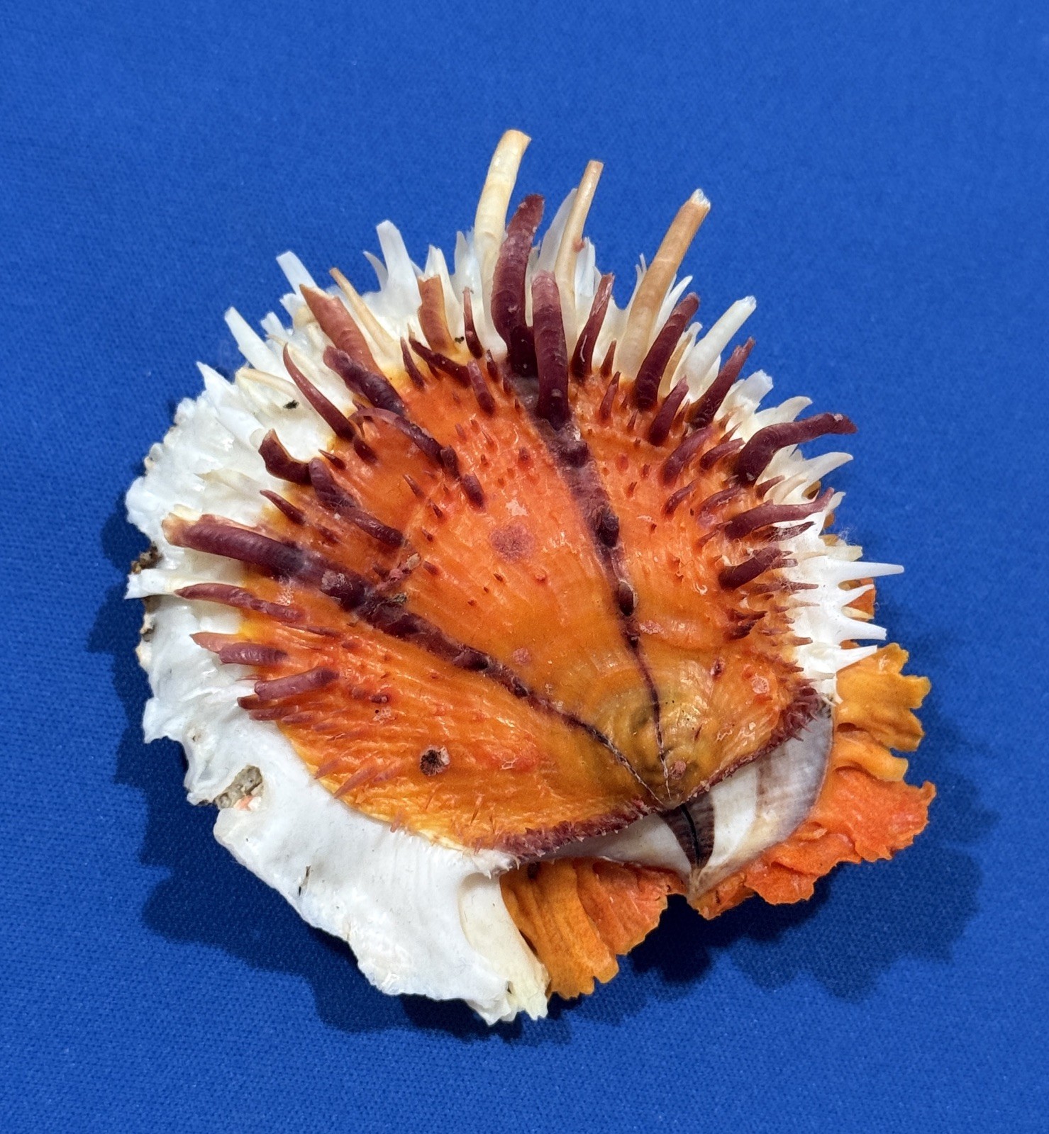 Spondylus Varians 76.5mm Stunning Orange