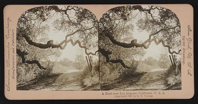 Photo:Los Angeles California USA 1901 Road Under Oak Trees Stereoview