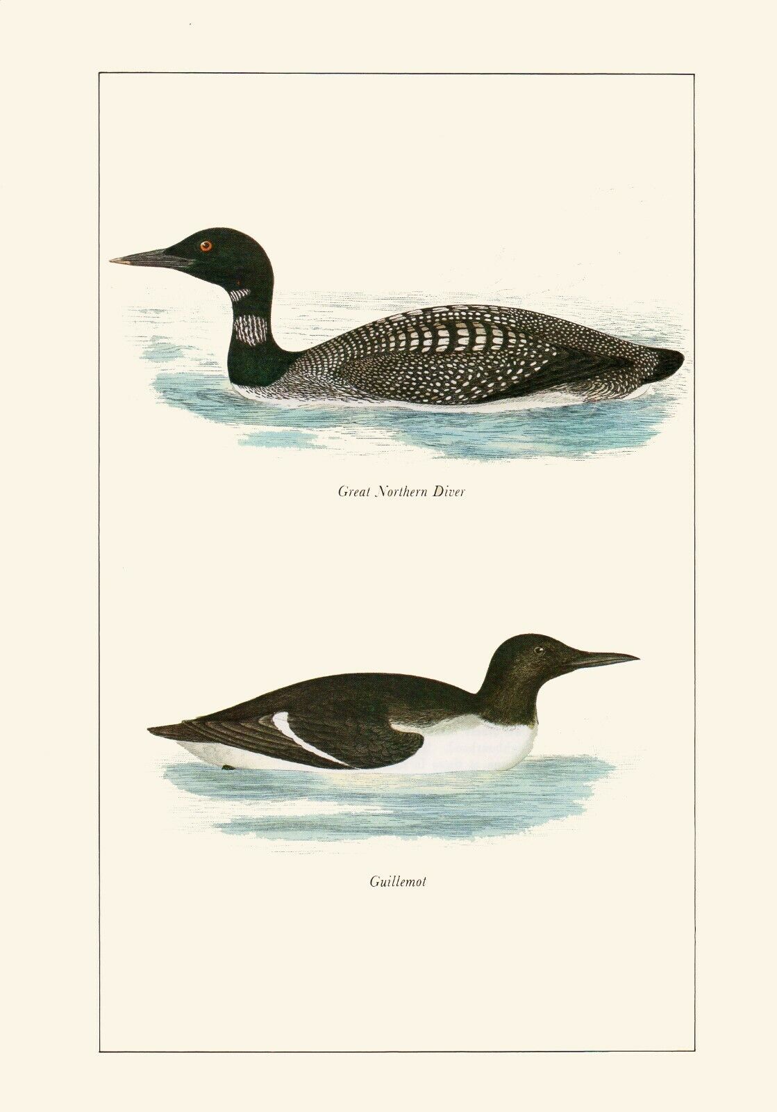 Great Northern Diver & Guillrmot 1981 Beautiful Vintage Bird Print by A.F.Lydon
