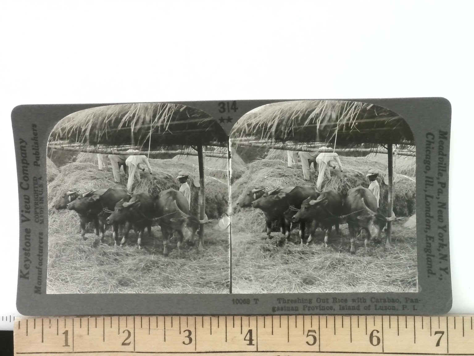 Philippines Stereoview Threshing Rice Carabao Keystone View Co 1900s Curved