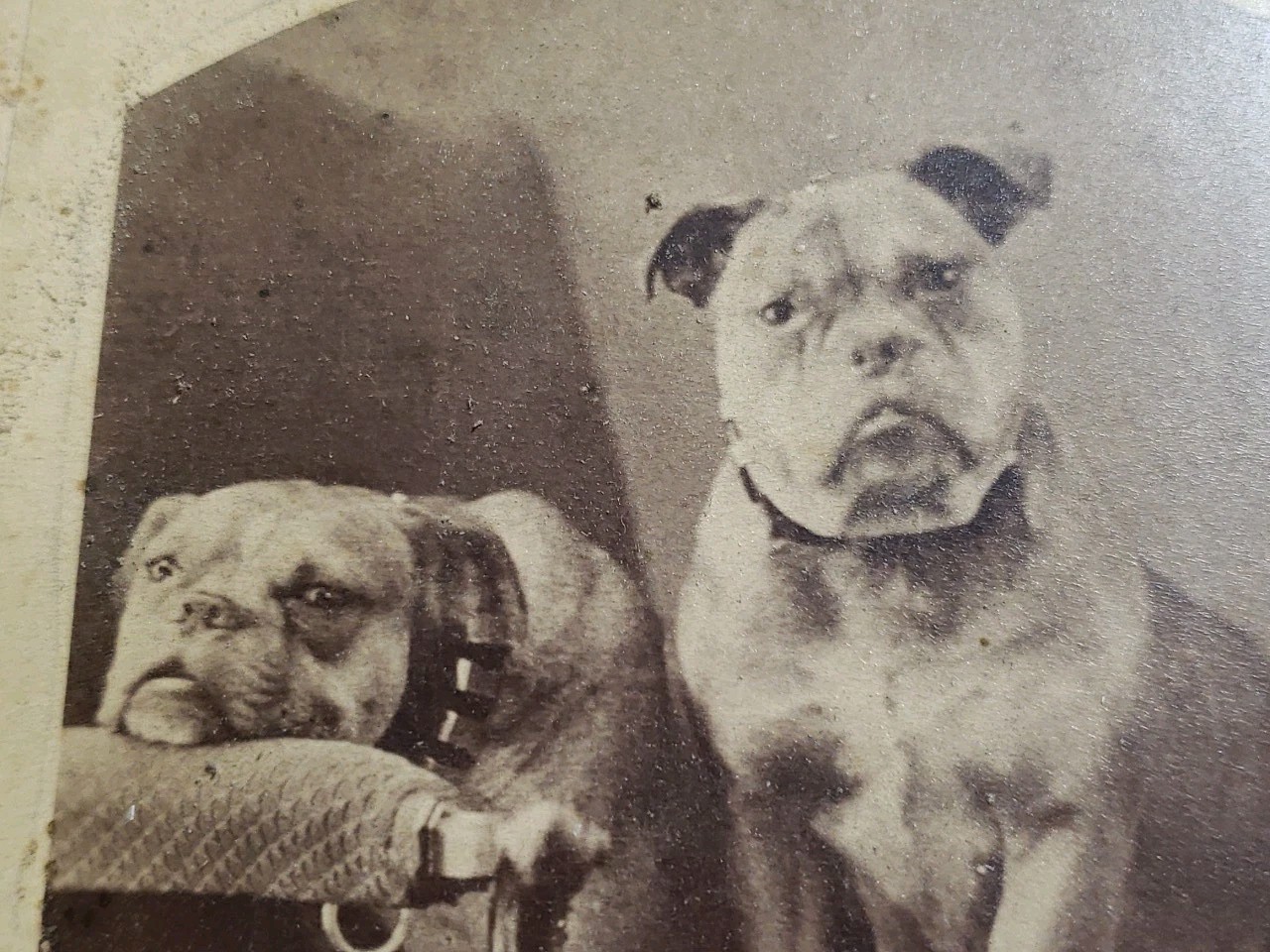 Antique 1870s Abraham Bogardus NY Cabinet Card Gilt Logo Back Bulldogs Portrait