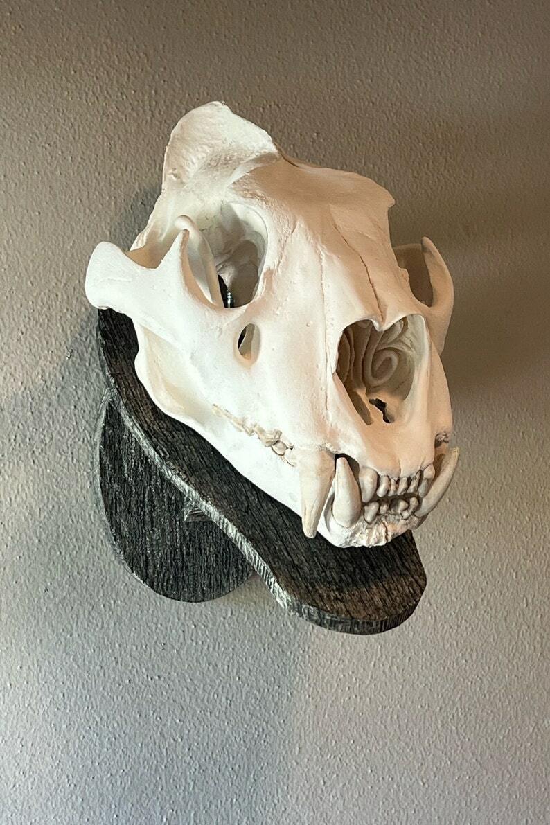 LARGE WALL MOUNTED AFRICAN LION SKULL REPLICA ,TAXIDERMY,SKULLS, Interior Design