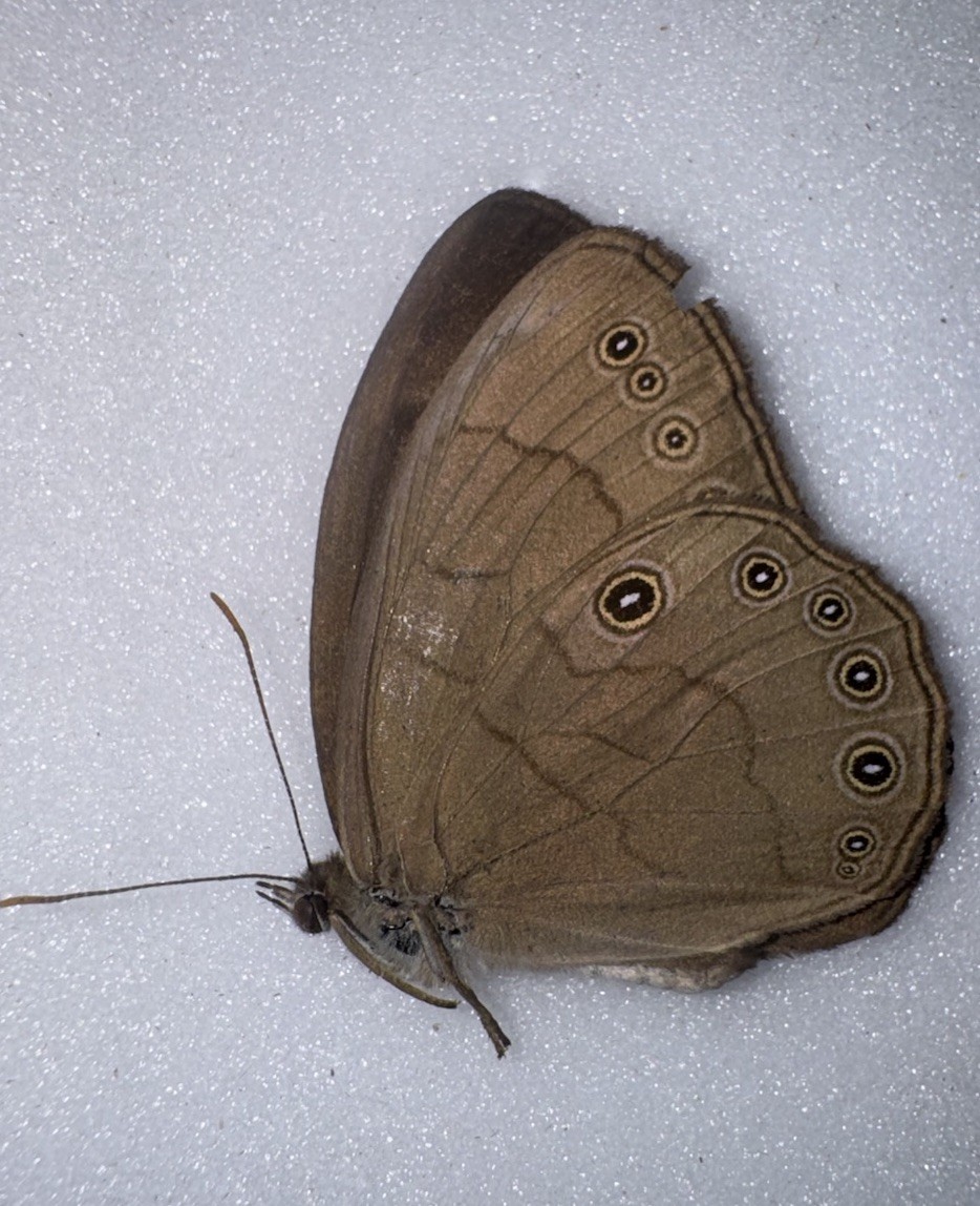 JS13 - Appalachian Satyr Butterfly From Florida - Lethe appalachia - Minor Flaws JS13 - Appalachian Satyr Butterfly From Florida - Lethe appalachia - Minor Flaws