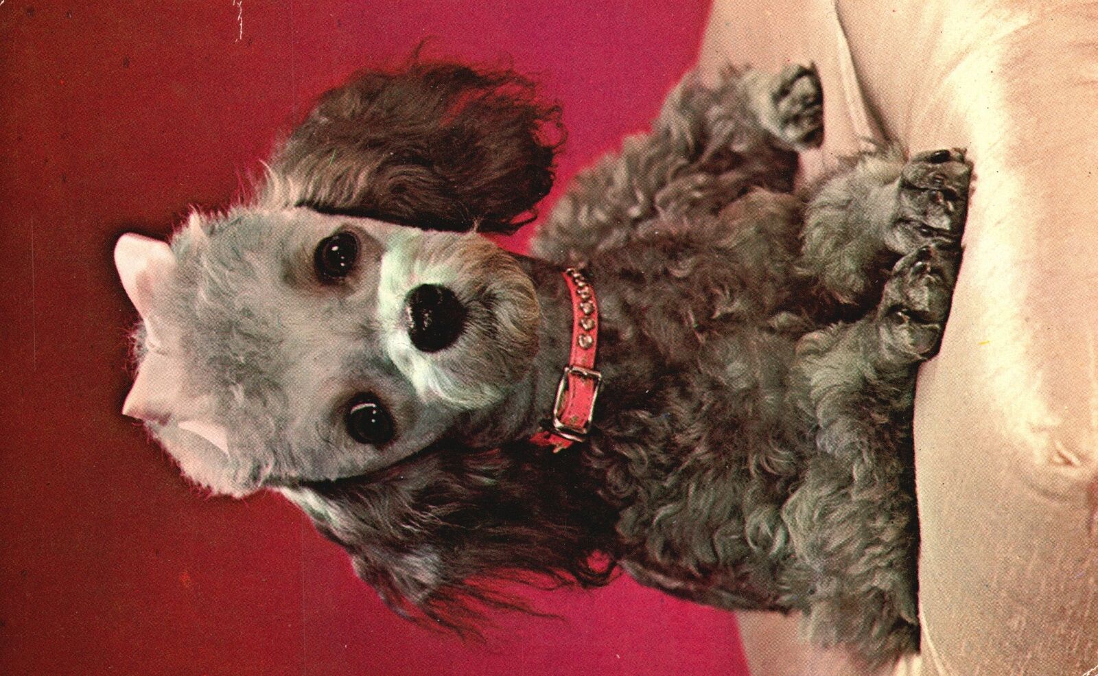 Vintage Postcard Poodle Royalty Adorable Pet Dog Sitting on Couch