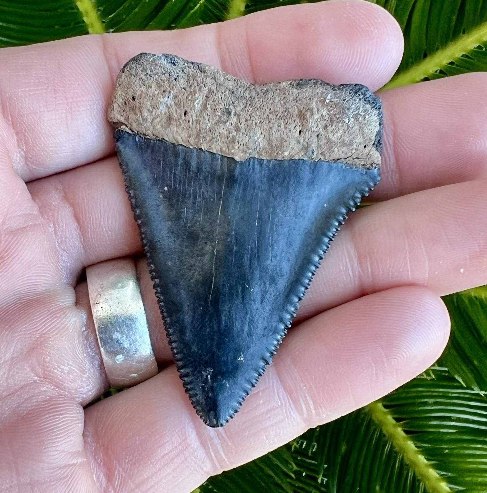 Fossil Great White Shark 2.26” Tooth River North Carolina Rare