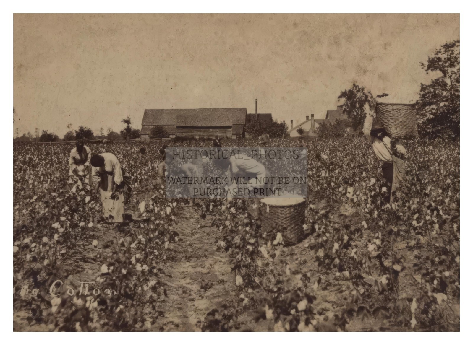 FORMER AFRICAN AMERICAN BLACK SLAVES PICKING COTTON CIRCA 1880s 5X7 PHOTO