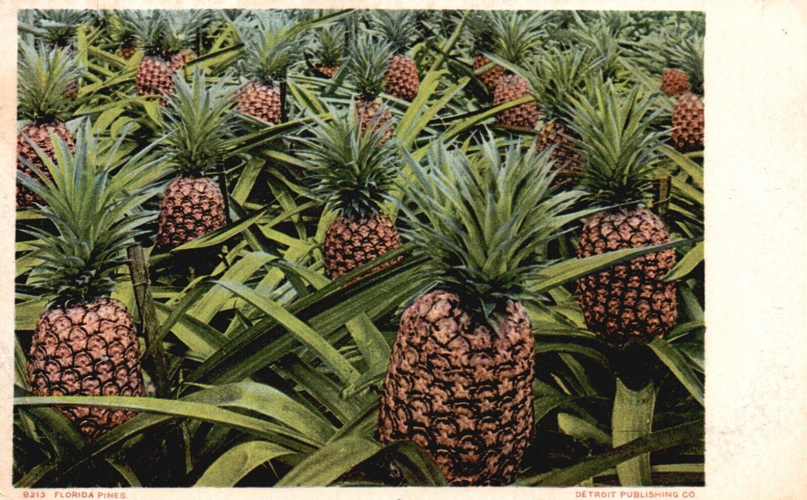 Postcard FL Florida Pines Pineapple Field Undivided Back Vintage PC J4953
