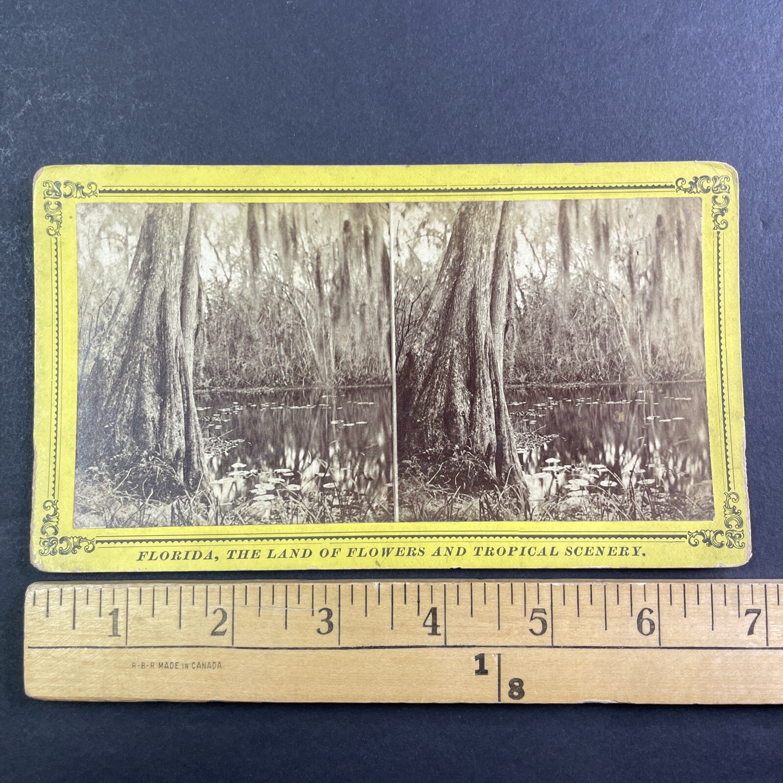 Ocklawaha River Swamp Florida Stereoview J.I. Mackey Jacksonville c1885