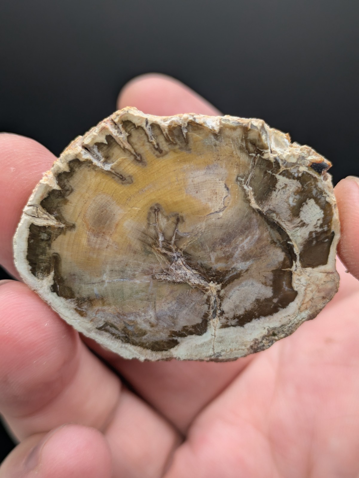 Polished Petrified Wood, 31 grams, 1.9