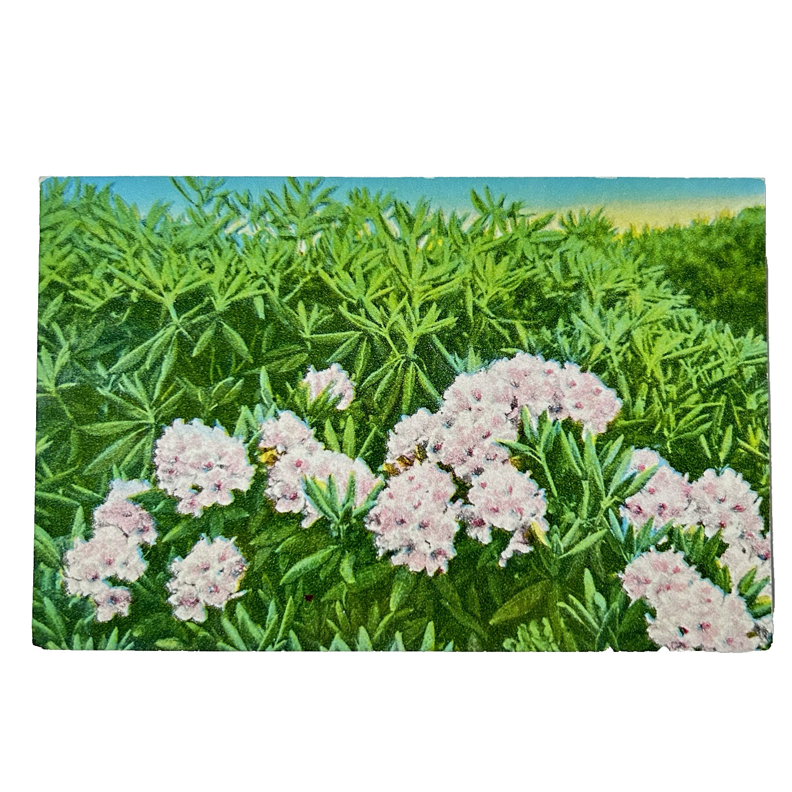 Postcard Mountain Rhododendron In Bloom Flowers