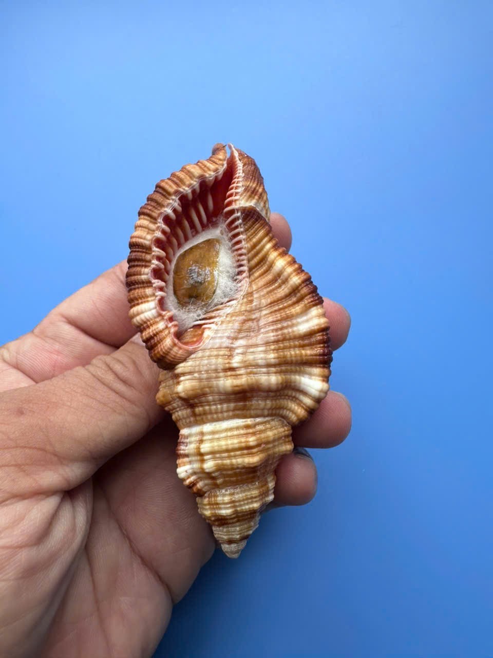 95.9mm | Monoplex pilearis| Nice shell