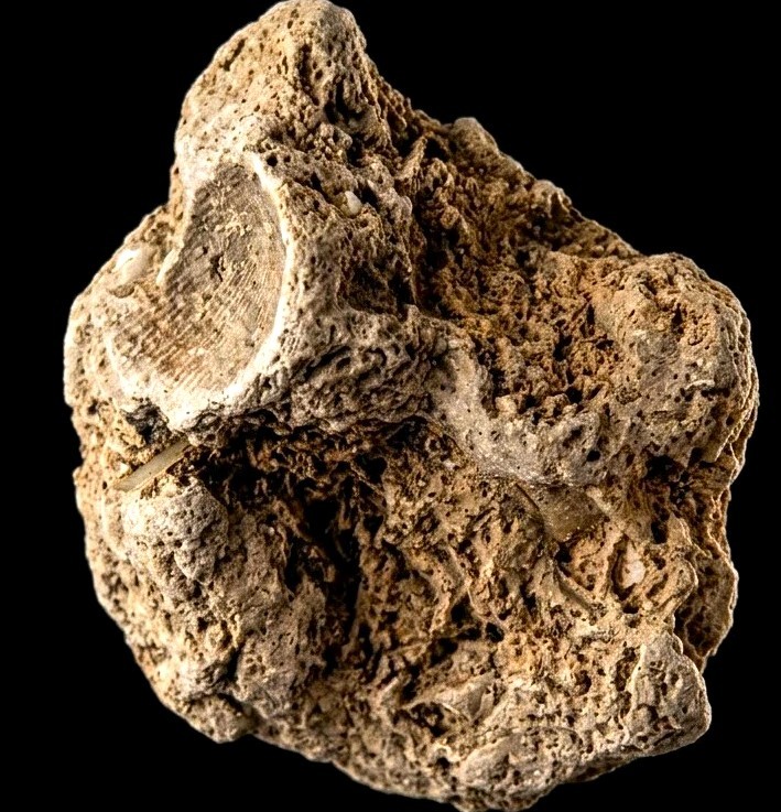 Fossilized Bone Fragment Specimen - Paleontology & Geology Collectors