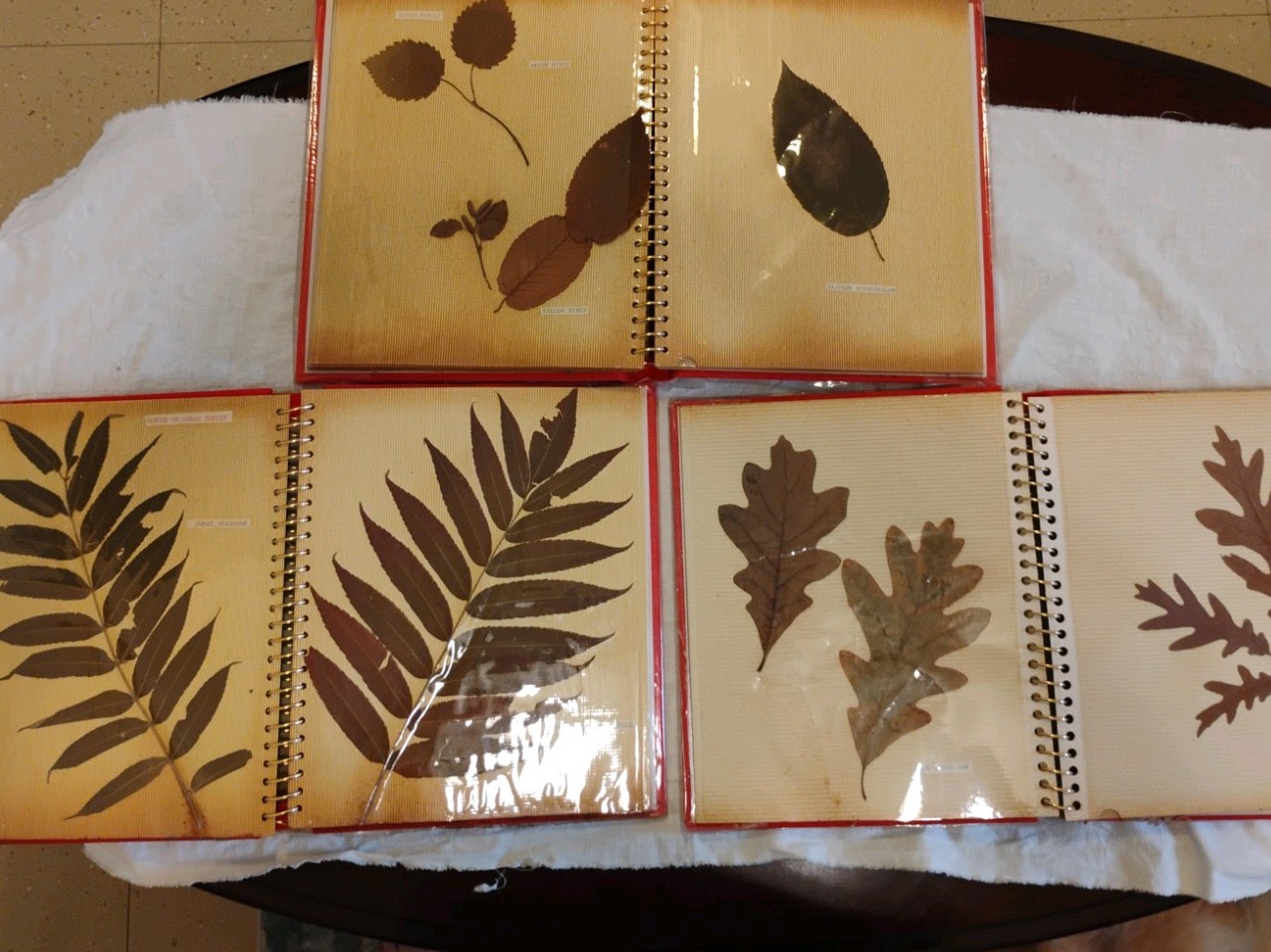 3 Vintage Botanical Pressed Dried Leaves Herbarium Scrapbooks 60+ Specimens 
