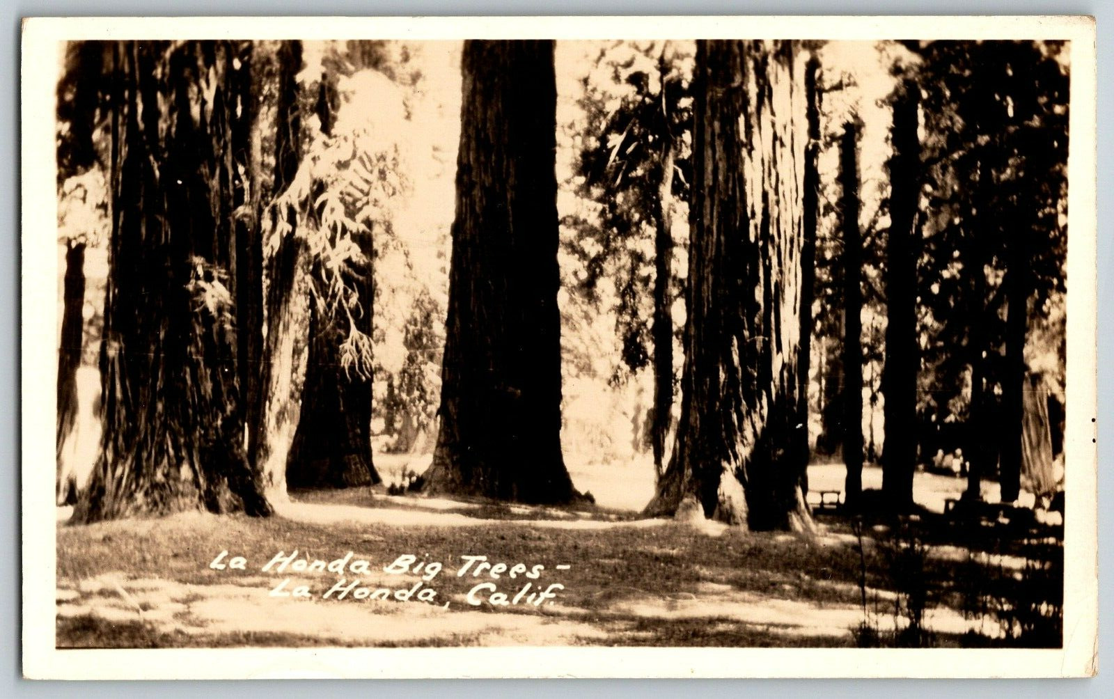 RPPC Vintage Postcard - La Honda, California - La Honda Big Trees - Real Photo