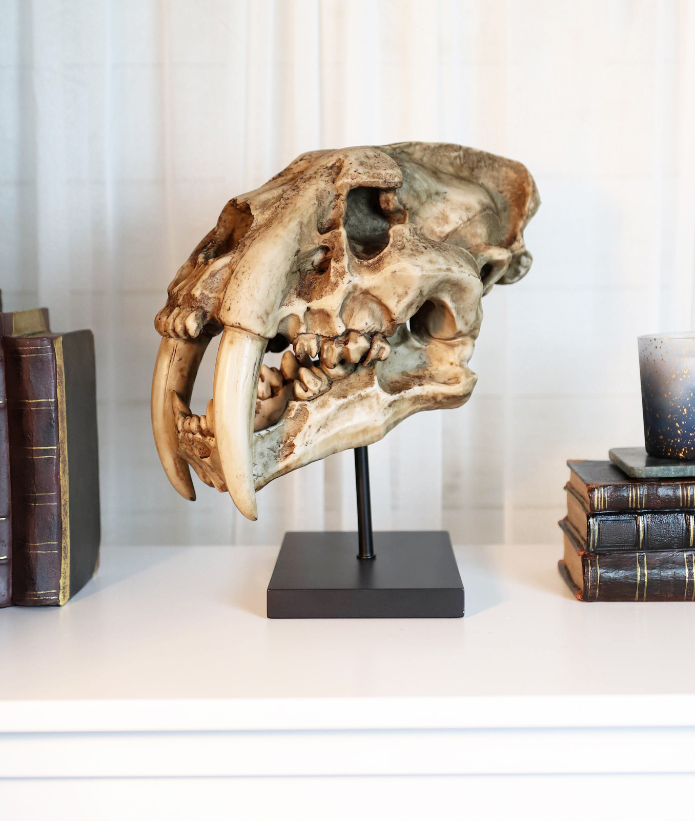 Sabertooth Tiger Cat Fossil Skull Skeleton Replica Statue With Museum Pole Mount Sabertooth Tiger Cat Fossil Skull Skeleton Replica Statue With Museum Pole Mount